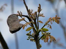 Attēlu rezultāti vaicājumam “Gymnocladus dioicus bud”
