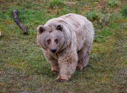 Image result for brown bear
