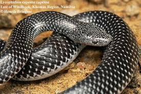 Attēlu rezultāti vaicājumam “Lycogala persicum sessile”