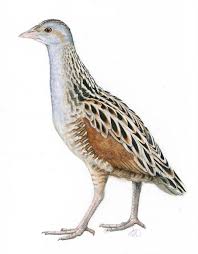 Image result for Crex crex