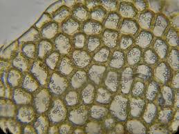 Attēlu rezultāti vaicājumam “Calypogeia sphagnicola”