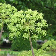 Attēlu rezultāti vaicājumam “Angelica archangelica”