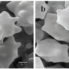 Attēlu rezultāti vaicājumam “Badhamiopsis macrospora macro”