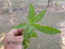 Image result for Chenopodium ambrosioides