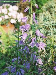 Attēlu rezultāti vaicājumam “Campanula bononiensis”