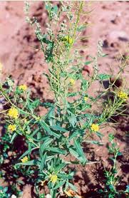 Attēlu rezultāti vaicājumam “Erysimum cheiranthoides leaf”