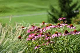 Image result for Echinacea purpurea