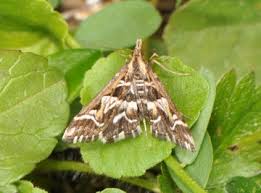 Attēlu rezultāti vaicājumam “Diasemia reticularis”