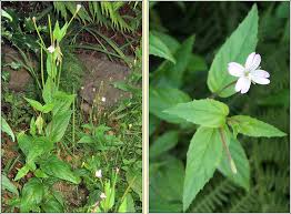 Attēlu rezultāti vaicājumam “Epilobium montanum flower”