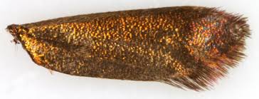 Attēlu rezultāti vaicājumam “Adela cuprella”