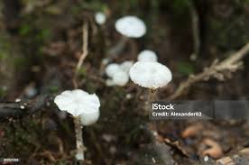 Attēlu rezultāti vaicājumam “Delicatula integrella”