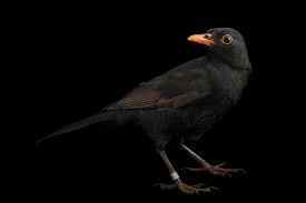 Attēlu rezultāti vaicājumam “Turdus merula”