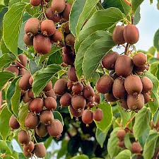 Attēlu rezultāti vaicājumam “Clematis fruit”
