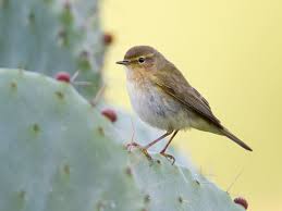 Image result for Phylloscopus ibericus