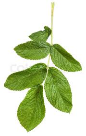 Attēlu rezultāti vaicājumam “Ribes rubrum leaf”