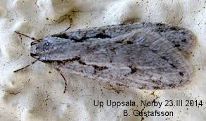 Attēlu rezultāti vaicājumam “Semioscopis avellanella”