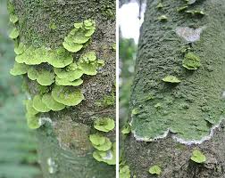 Attēlu rezultāti vaicājumam “Coenogonium pineti”