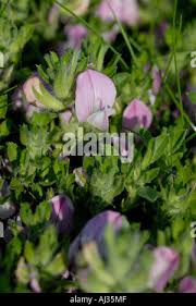 Attēlu rezultāti vaicājumam “Lathyrus japonicus subsp. maritimus flower”