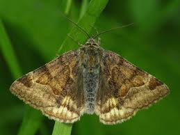 Attēlu rezultāti vaicājumam “Euclidia glyphica”