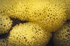 Attēlu rezultāti vaicājumam “Craterium minutum cf. var. brunneum macro”