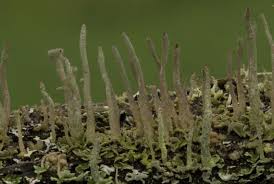 Attēlu rezultāti vaicājumam “Cladonia coniocraea”