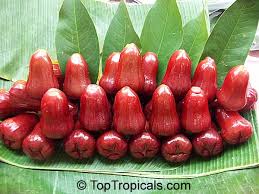 Attēlu rezultāti vaicājumam “Rosa subcanina fruit”