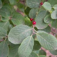 Attēlu rezultāti vaicājumam “Lonicera xylosteum fruit”
