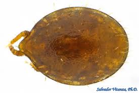 Attēlu rezultāti vaicājumam “Mesostigmata”