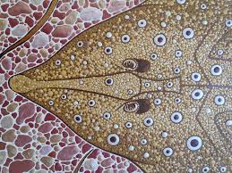 Image result for Acroteriobatus annulatus