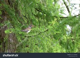 Attēlu rezultāti vaicājumam “Turdus pilaris adult”