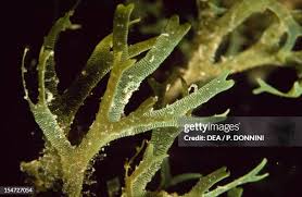 Attēlu rezultāti vaicājumam “Dictydiaethaliaceae”