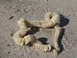 Image result for Sinistrofulgur perversum