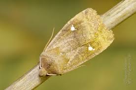 Attēlu rezultāti vaicājumam “Eupsilia transversa”