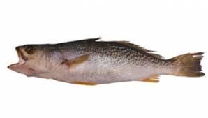 Image result for Cynoscion regalis