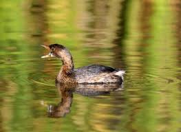Image result for Podilymbus podiceps
