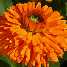 Attēlu rezultāti vaicājumam “Calendula officinalis flower”