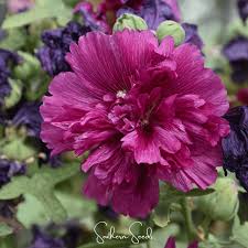 Image result for Alcea rosea