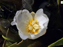 Attēlu rezultāti vaicājumam “Stratiotes aloides flower”