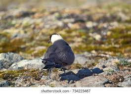 Attēlu rezultāti vaicājumam “Stercorarius parasiticus adult”