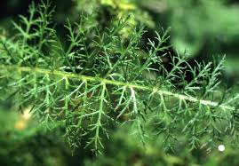 Attēlu rezultāti vaicājumam “Achillea salicifolia leaf”