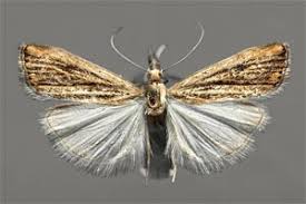 Attēlu rezultāti vaicājumam “Catoptria falsella”