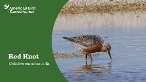 Attēlu rezultāti vaicājumam “Calidris canutus”