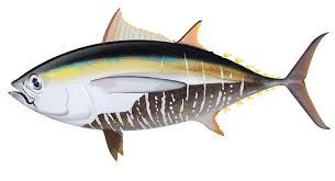 Image result for Thunnus obesus