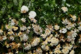 Attēlu rezultāti vaicājumam “Polycephalomyces tomentosus”