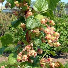 Attēlu rezultāti vaicājumam “Ribes nigrum flower”