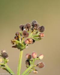 Attēlu rezultāti vaicājumam “Galium boreale fruit”