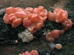 Attēlu rezultāti vaicājumam “Craterocolla cerasi”