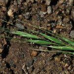 Attēlu rezultāti vaicājumam “Elymus caninus fruit”