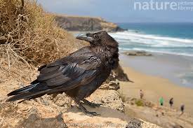 Attēlu rezultāti vaicājumam “Corvus corax adult”