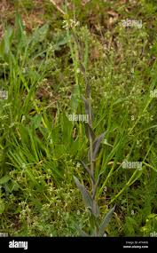Attēlu rezultāti vaicājumam “Arabis glabra”